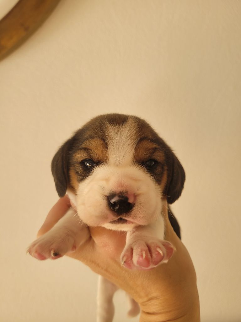 de la Magie de l'Argoat - Chiot disponible  - Beagle