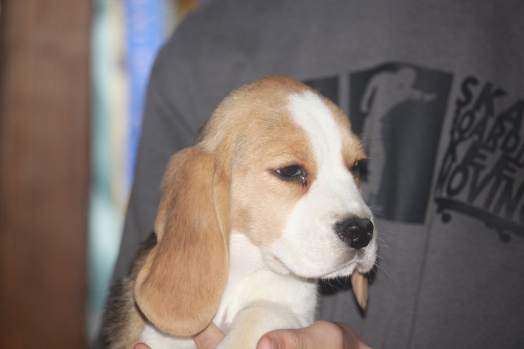 de la Magie de l'Argoat - Chiot disponible  - Beagle