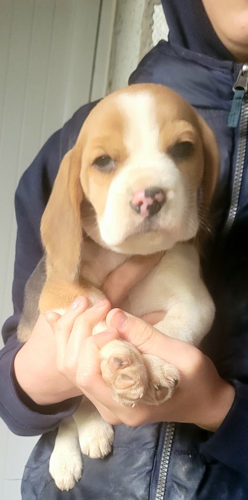 de la Magie de l'Argoat - Chiot disponible  - Beagle