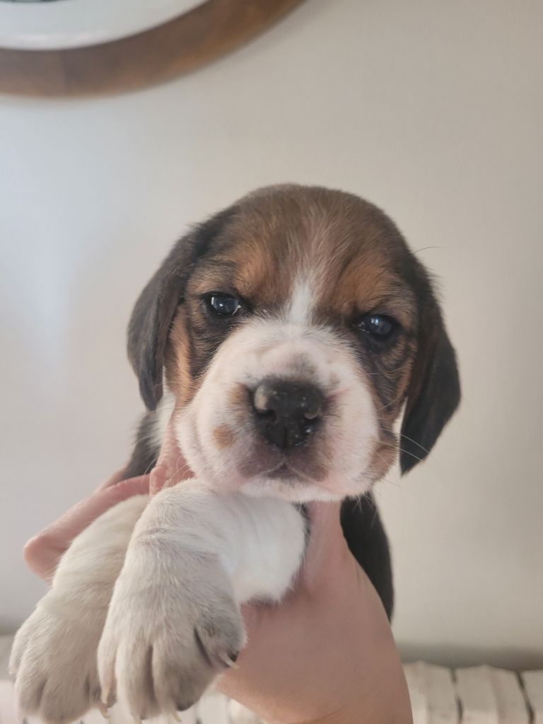 de la Magie de l'Argoat - Chiot disponible  - Beagle