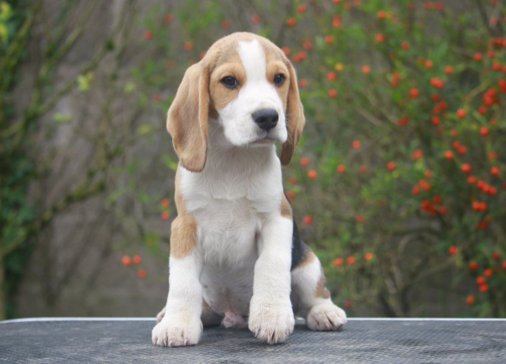 de la Magie de l'Argoat - Chiot disponible  - Beagle