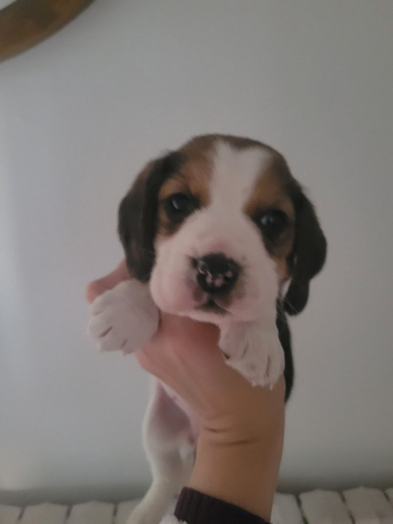 de la Magie de l'Argoat - Chiot disponible  - Beagle