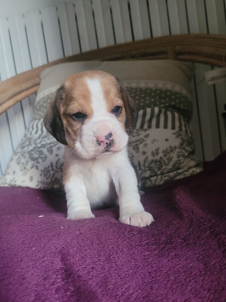 de la Magie de l'Argoat - Chiot disponible  - Beagle