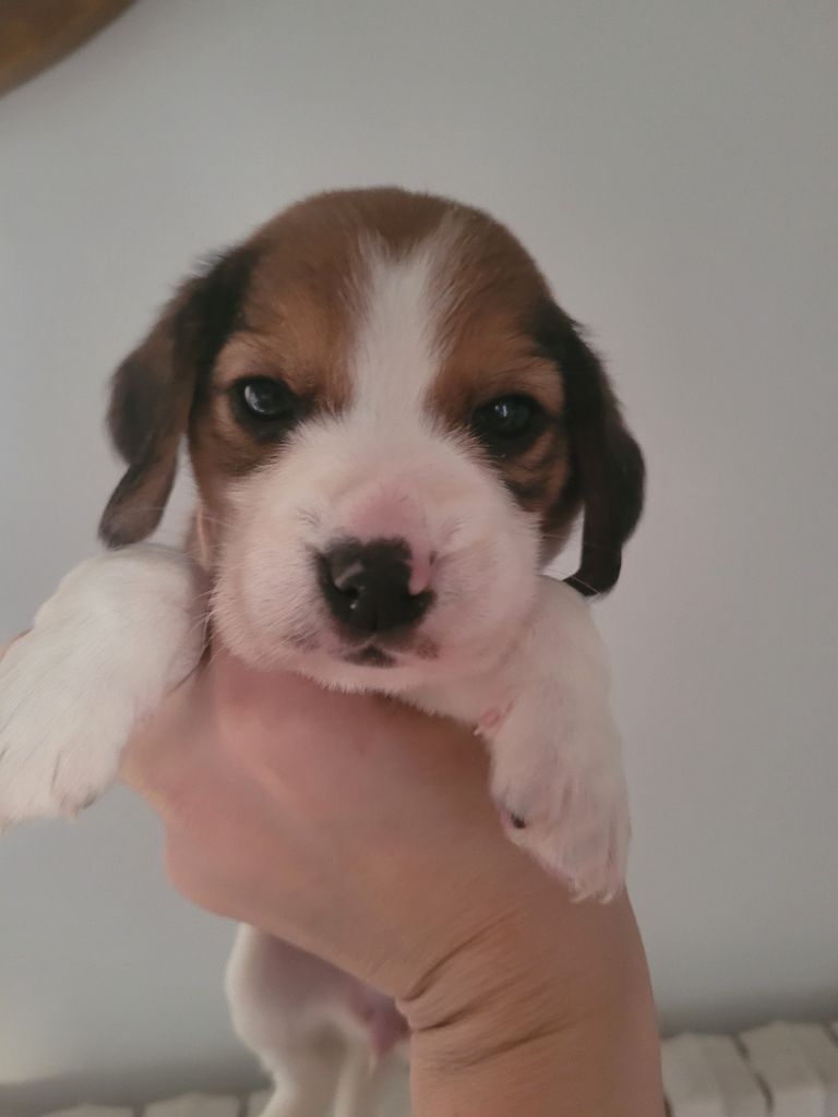 de la Magie de l'Argoat - Chiot disponible  - Beagle