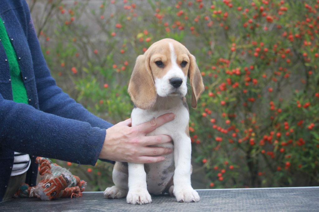 de la Magie de l'Argoat - Chiot disponible  - Beagle