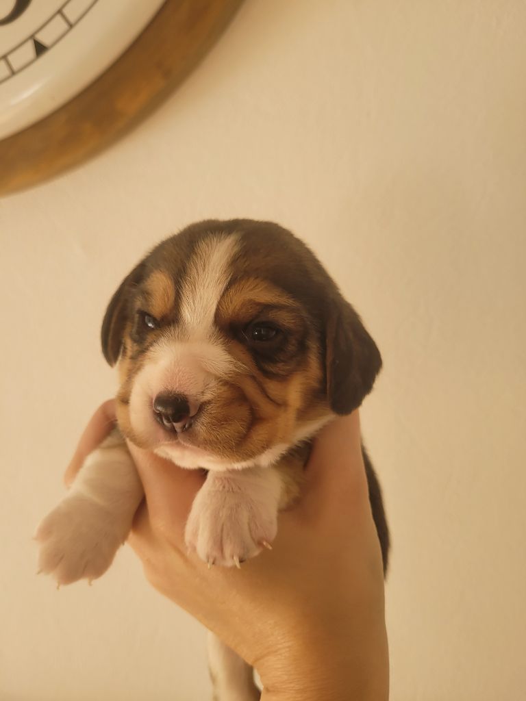 de la Magie de l'Argoat - Chiot disponible  - Beagle