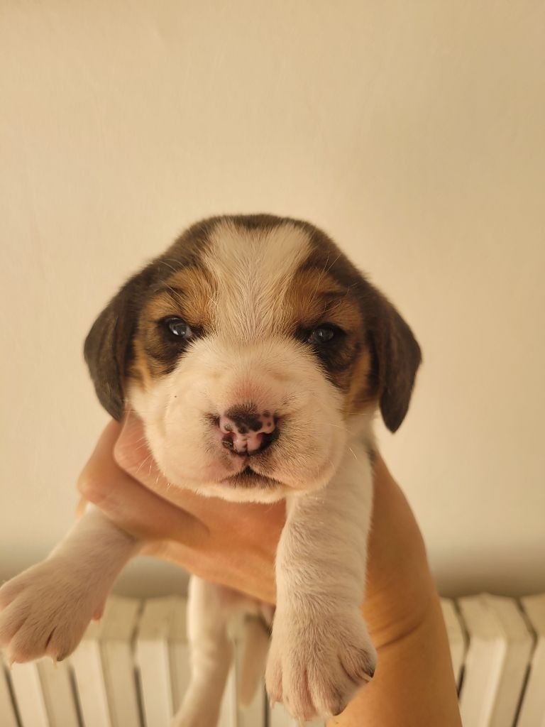 de la Magie de l'Argoat - Chiot disponible  - Beagle