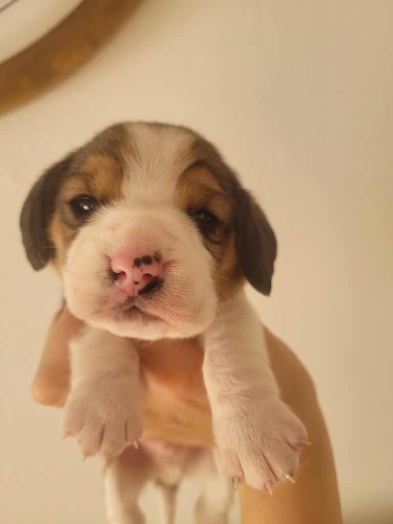 de la Magie de l'Argoat - Chiot disponible  - Beagle