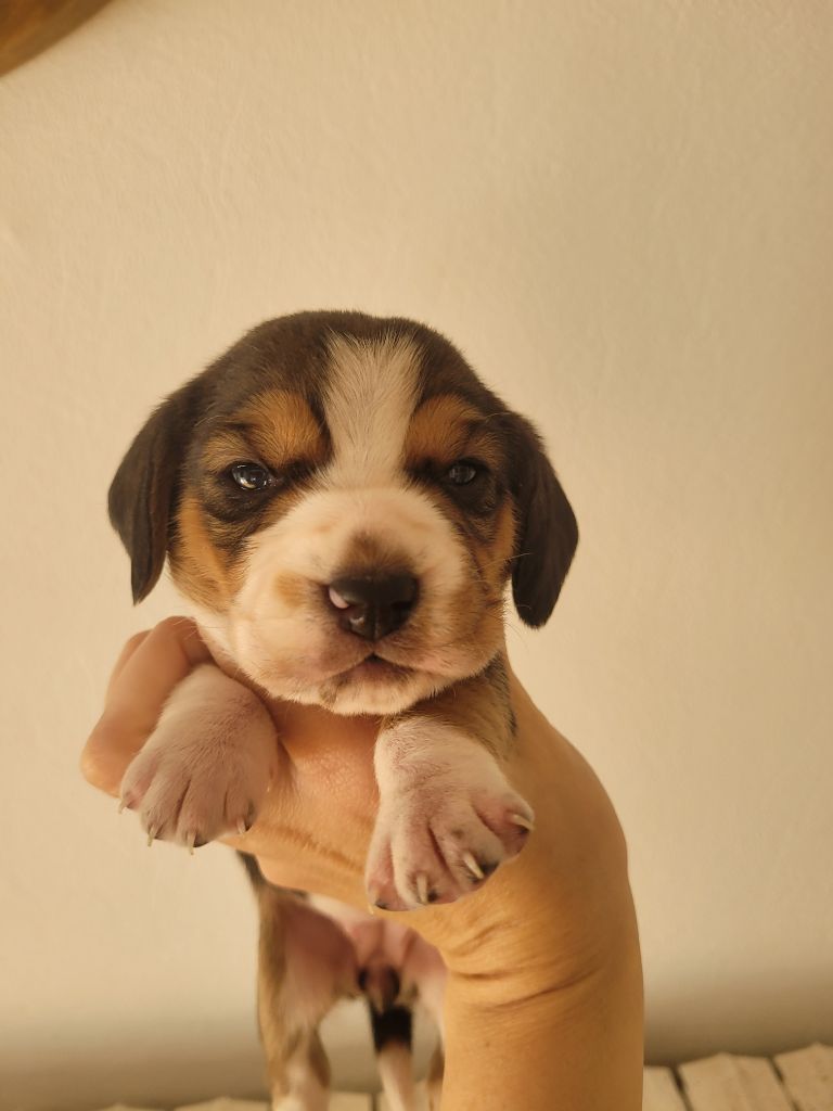 de la Magie de l'Argoat - Chiot disponible  - Beagle