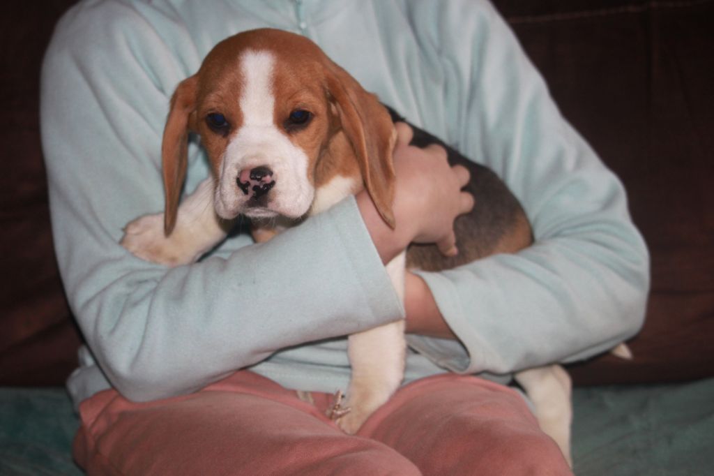 de la Magie de l'Argoat - Chiot disponible  - Beagle