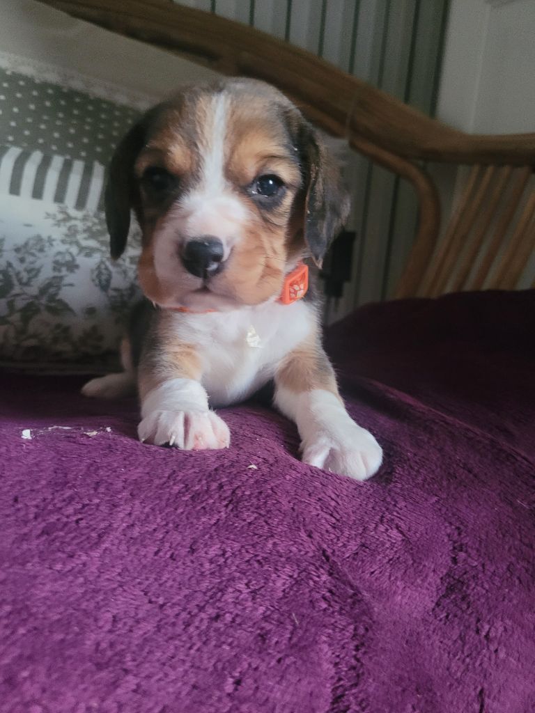 de la Magie de l'Argoat - Chiot disponible  - Beagle