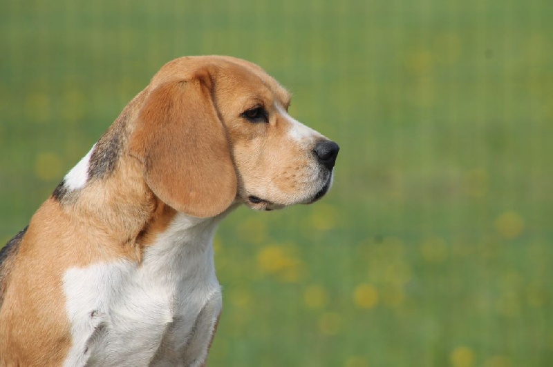 Gachette des vallées d'argoat