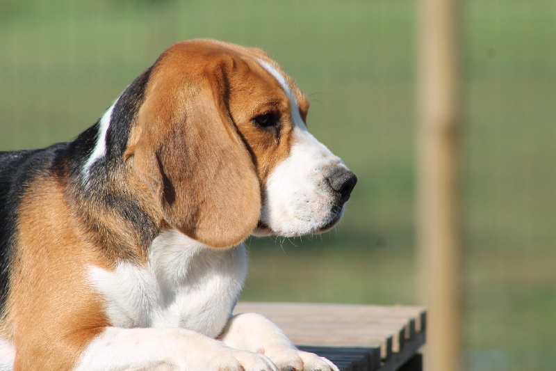 Lilou des vallées d'argoat