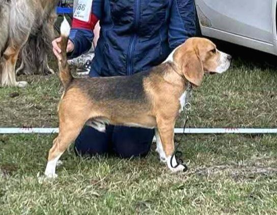 Vidocq de la Magie de l'Argoat