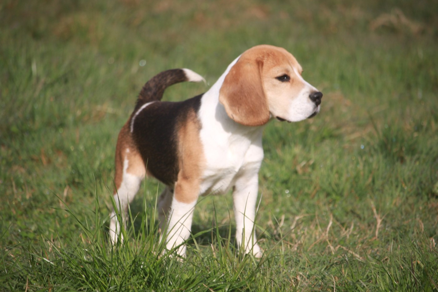 Vax de la Magie de l'Argoat