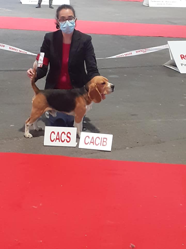 de la Magie de l'Argoat - 1 ere et derniere exposition canine 2020