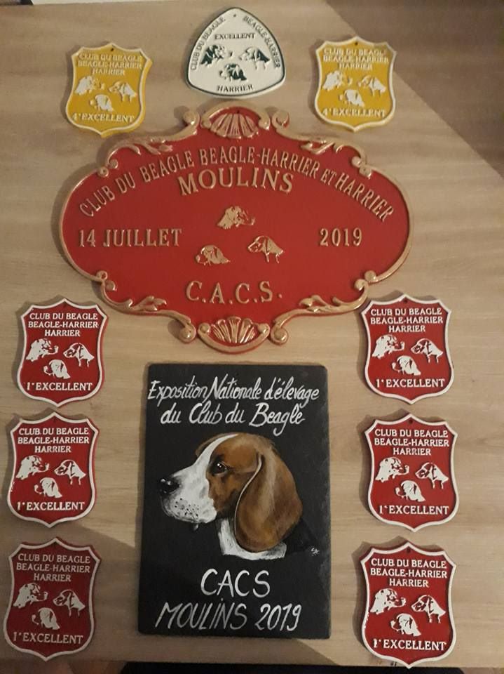 de la Magie de l'Argoat - NATIONALE D'ELEVAGE 2019