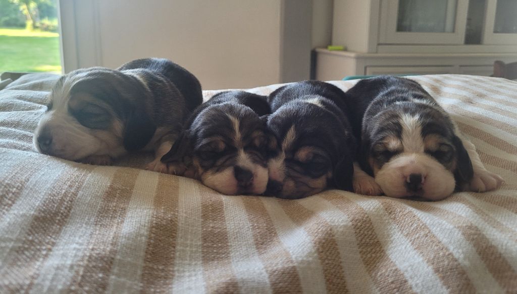de la Magie de l'Argoat - Chiots disponibles - Beagle