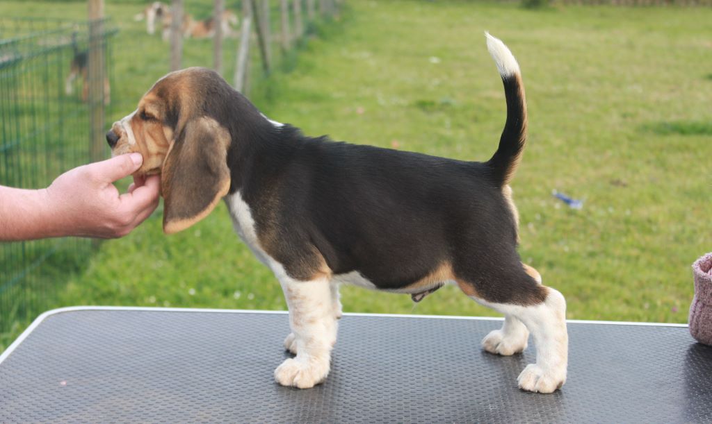 de la Magie de l'Argoat - Beagle - Portée née le 12/03/2019