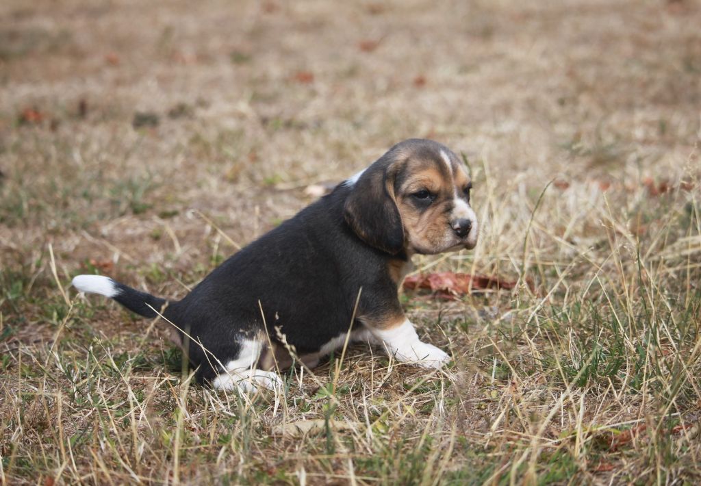 de la Magie de l'Argoat - Chiots disponibles - Beagle