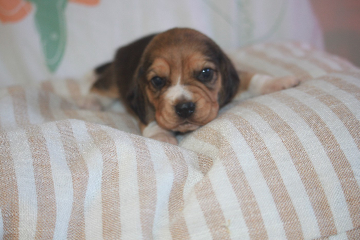 de la Magie de l'Argoat - Chiots disponibles - Beagle