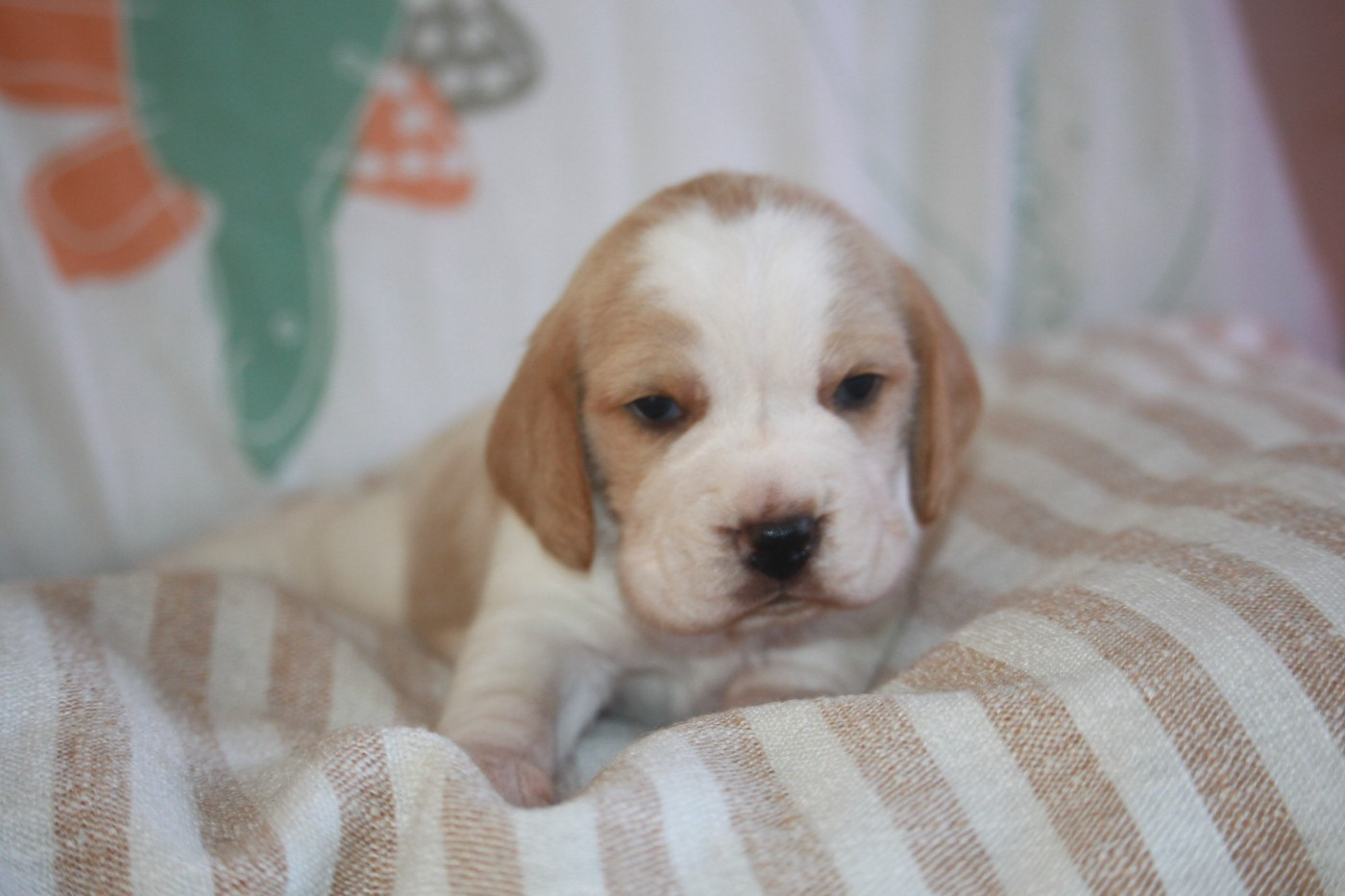 de la Magie de l'Argoat - Chiots disponibles - Beagle