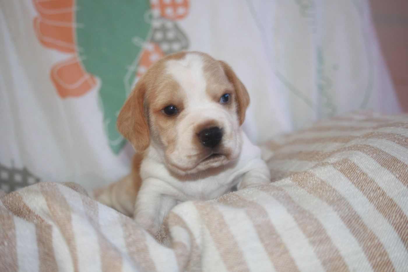 de la Magie de l'Argoat - Chiots disponibles - Beagle