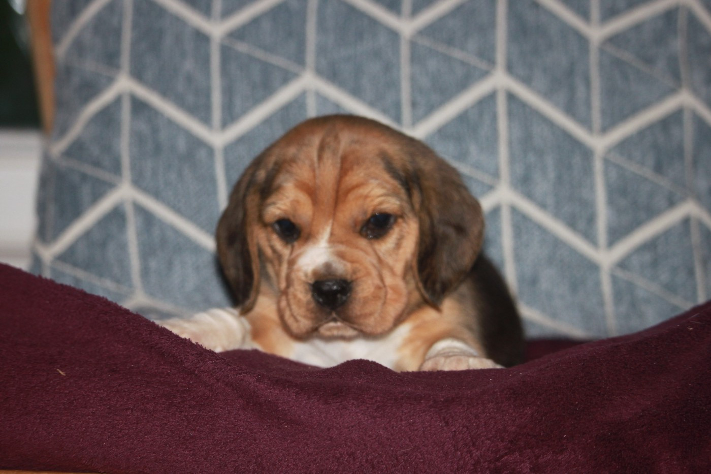 de la Magie de l'Argoat - Chiots disponibles - Beagle