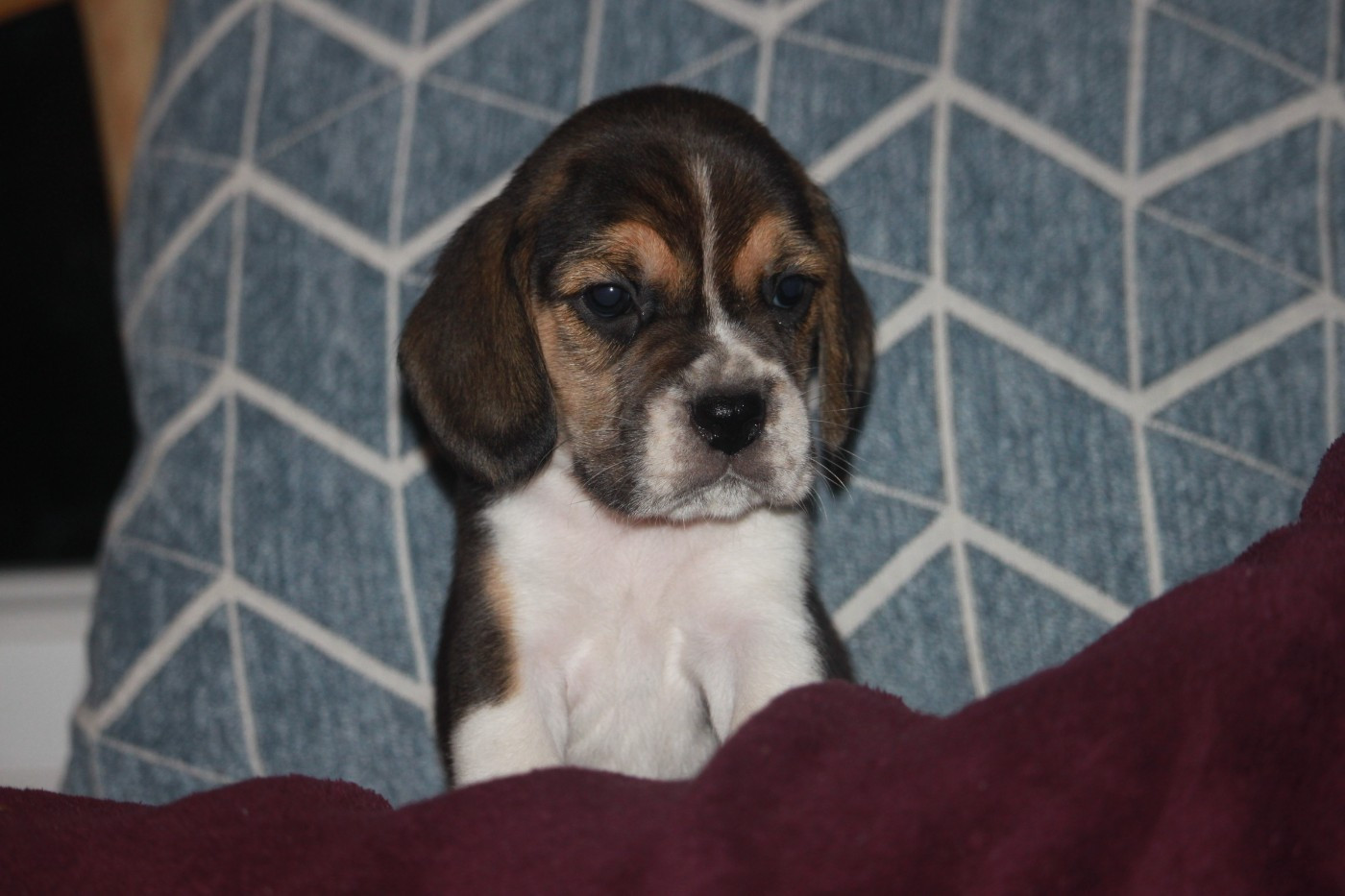 de la Magie de l'Argoat - Chiots disponibles - Beagle
