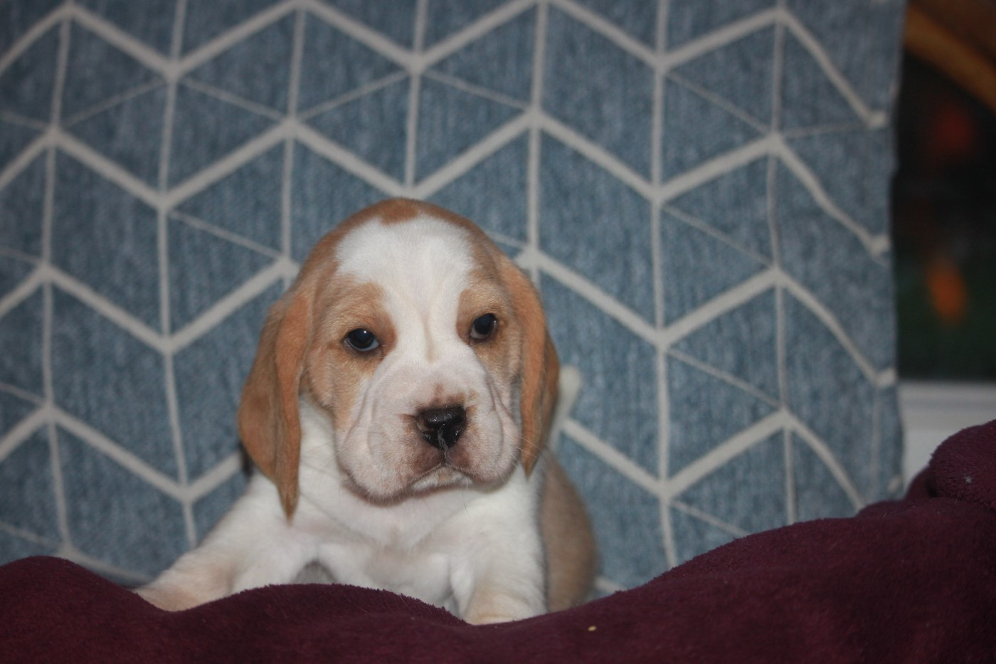 de la Magie de l'Argoat - Chiots disponibles - Beagle
