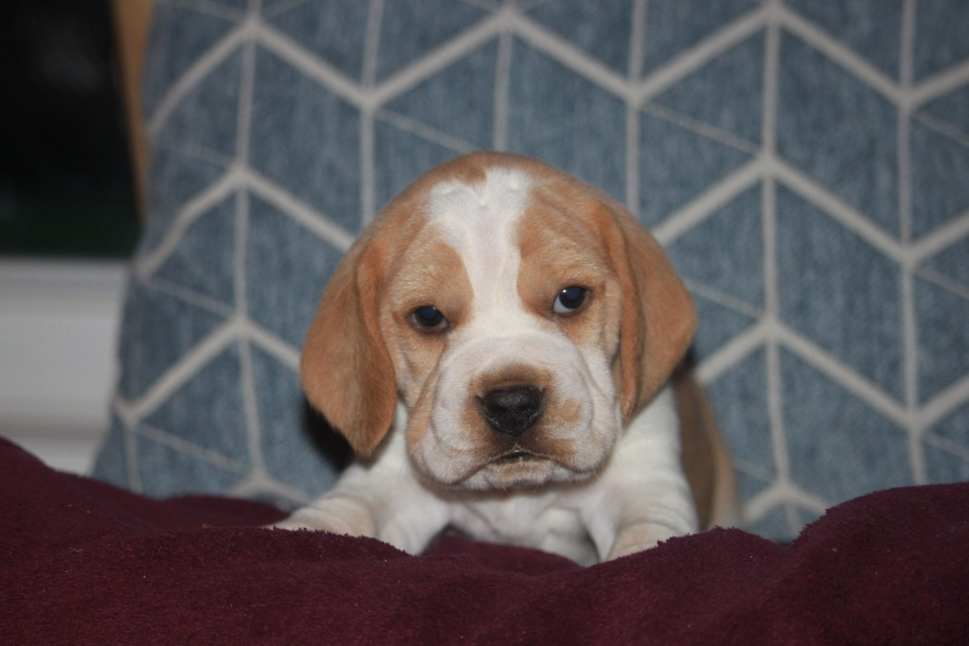 de la Magie de l'Argoat - Chiots disponibles - Beagle