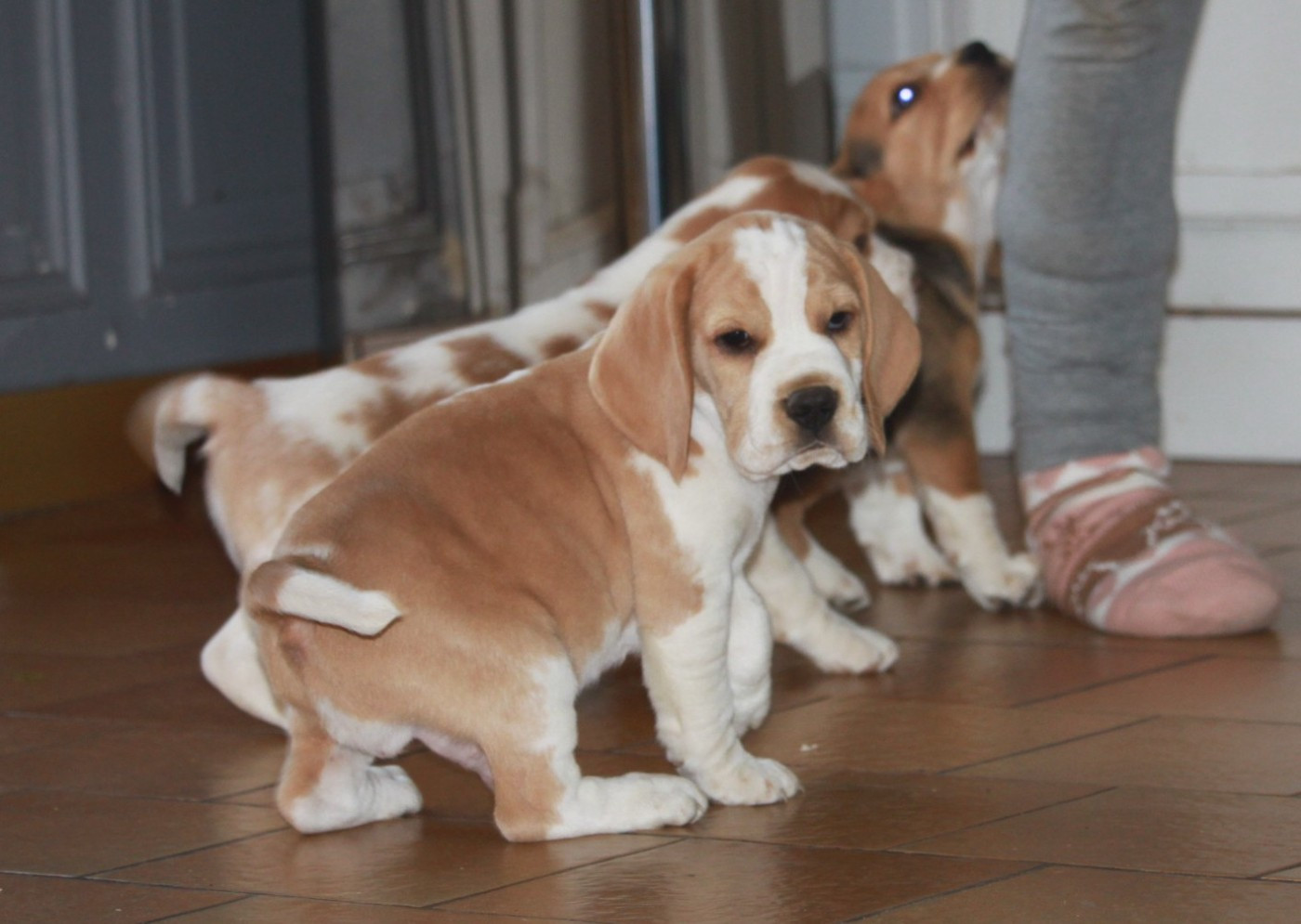 de la Magie de l'Argoat - Chiots disponibles - Beagle