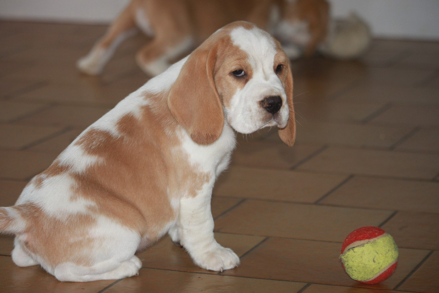 de la Magie de l'Argoat - Chiots disponibles - Beagle
