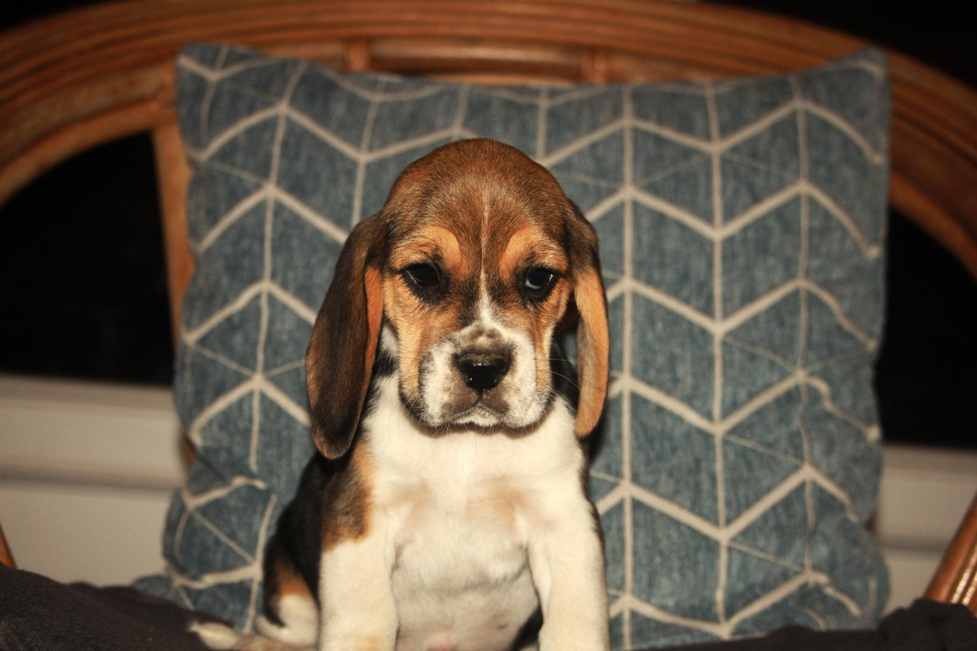 de la Magie de l'Argoat - Chiots disponibles - Beagle