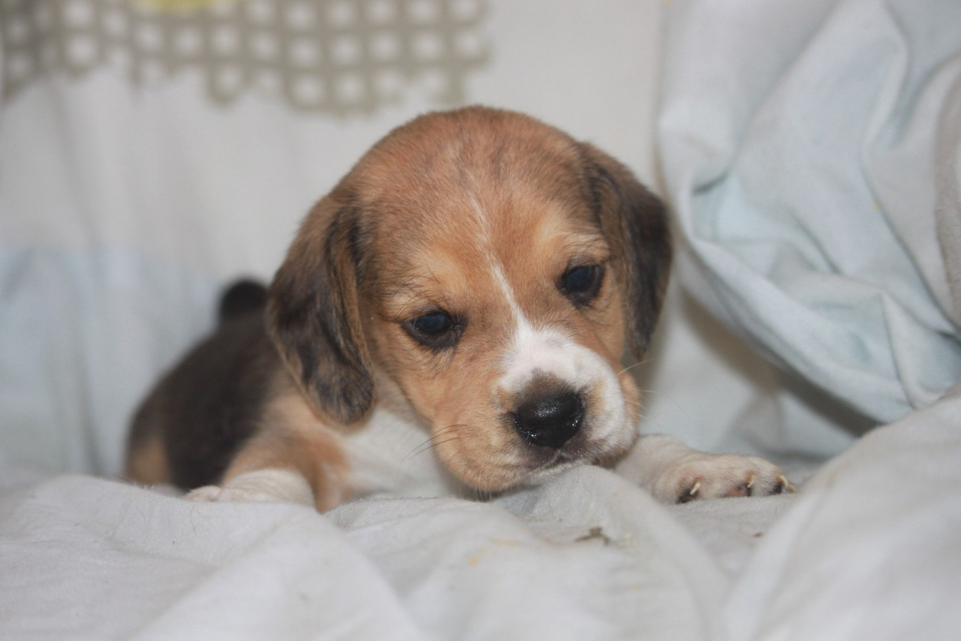 de la Magie de l'Argoat - Chiots disponibles - Beagle