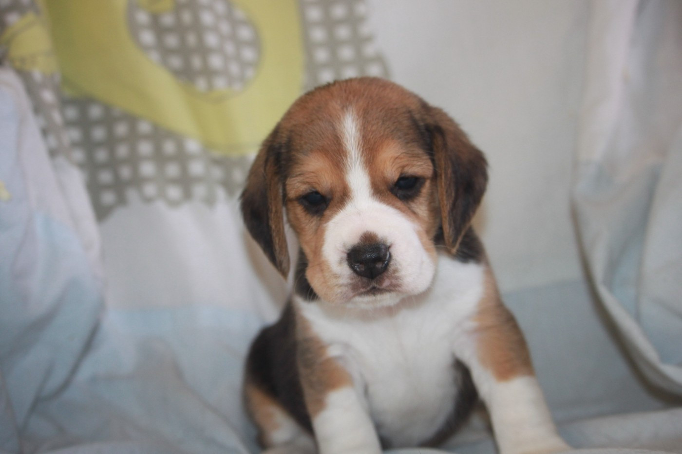 de la Magie de l'Argoat - Chiots disponibles - Beagle