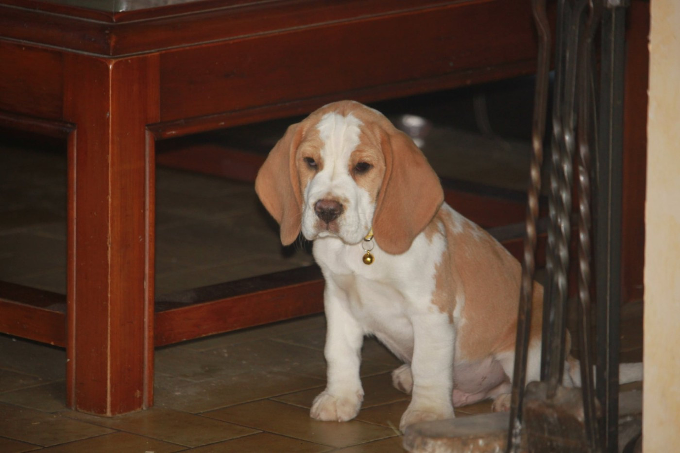 de la Magie de l'Argoat - Chiots disponibles - Beagle