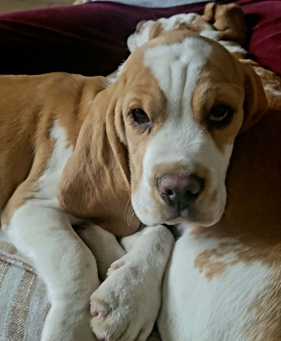 de la Magie de l'Argoat - Chiots disponibles - Beagle