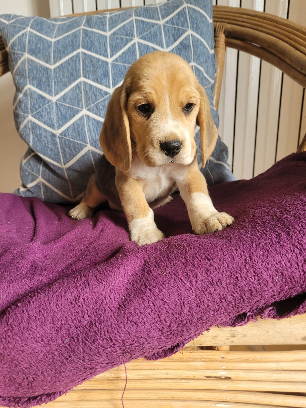 de la Magie de l'Argoat - Chiots disponibles - Beagle