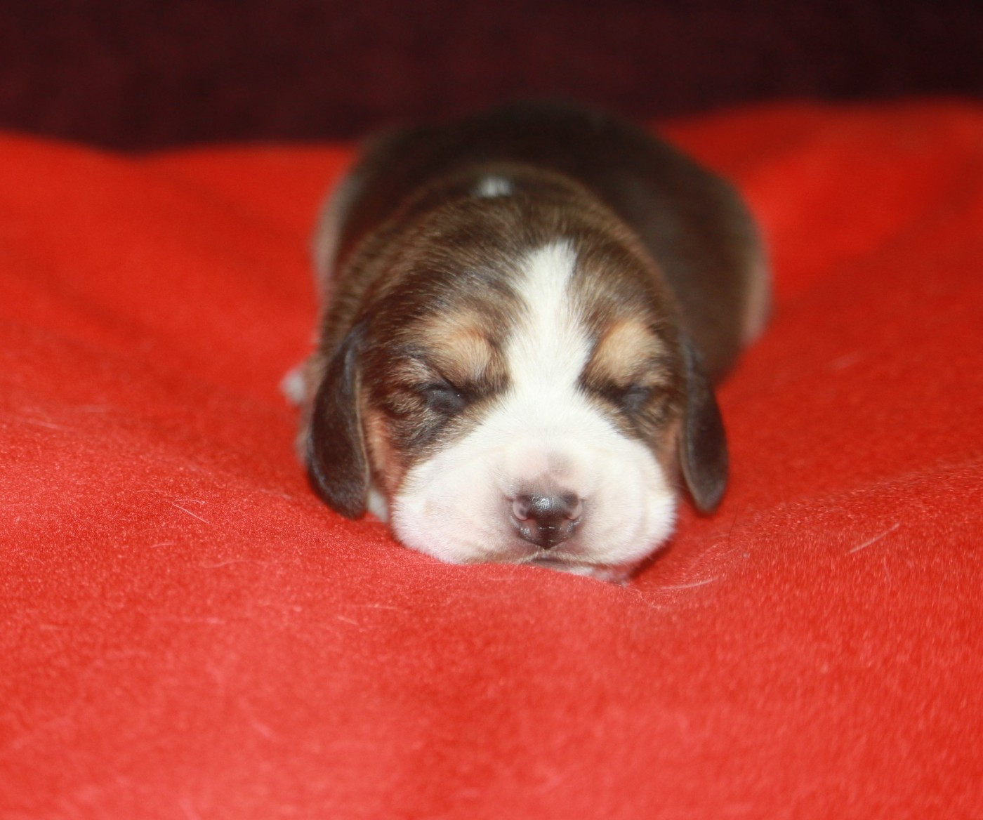 de la Magie de l'Argoat - Chiots disponibles - Beagle