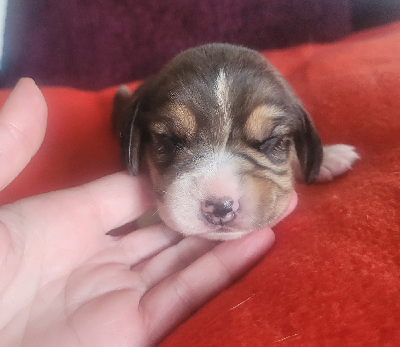 de la Magie de l'Argoat - Chiots disponibles - Beagle