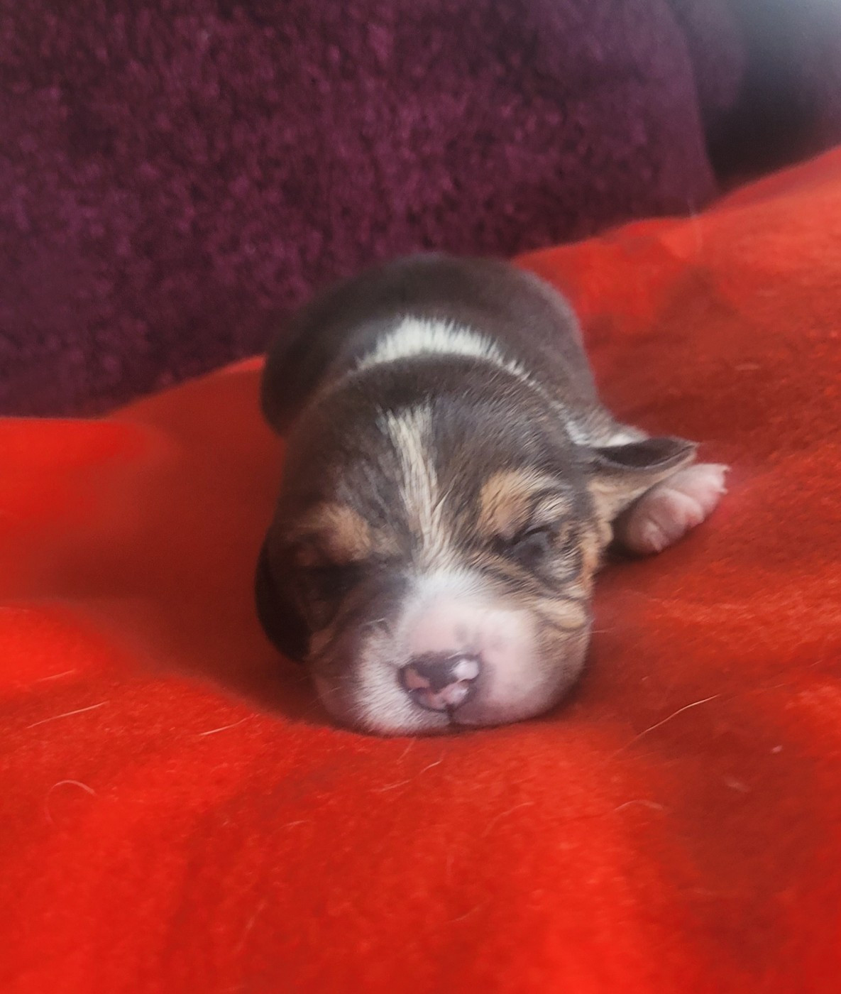 de la Magie de l'Argoat - Chiots disponibles - Beagle