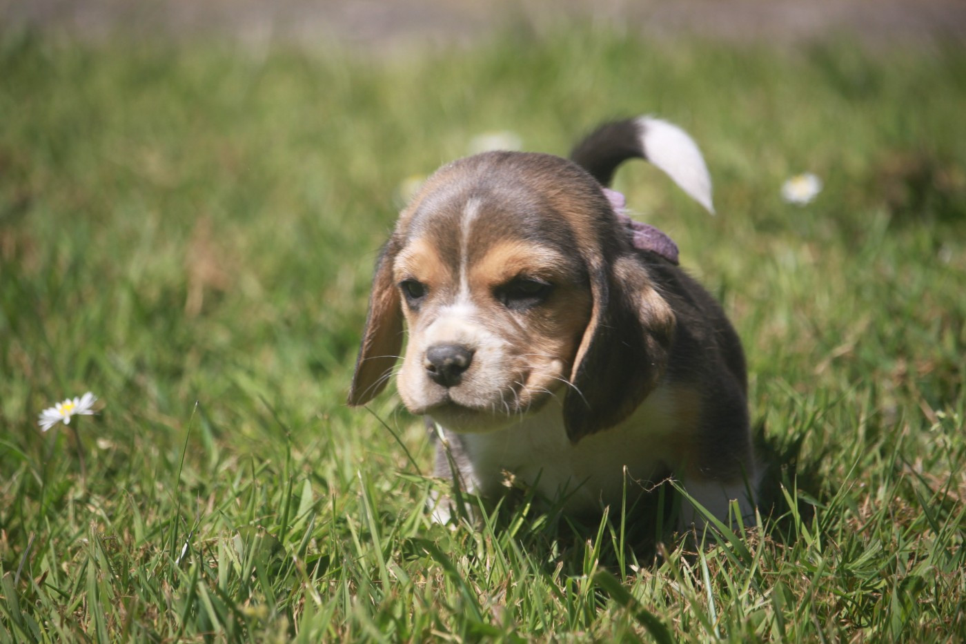 de la Magie de l'Argoat - Chiots disponibles - Beagle