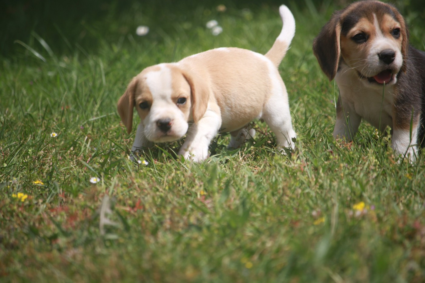 de la Magie de l'Argoat - Chiots disponibles - Beagle