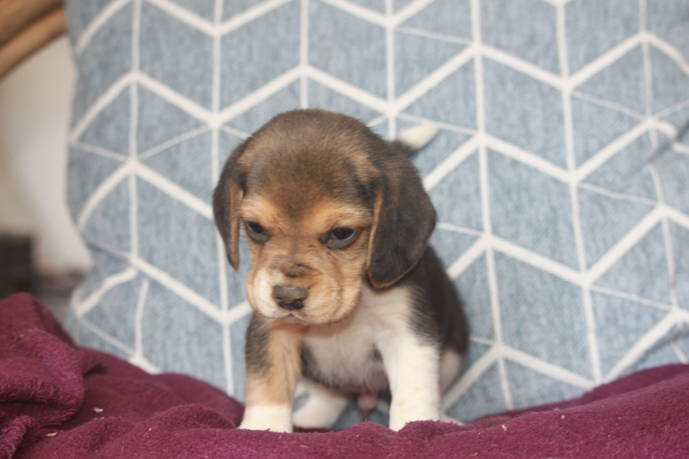 de la Magie de l'Argoat - Chiots disponibles - Beagle