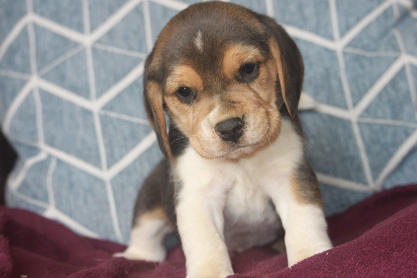 de la Magie de l'Argoat - Chiots disponibles - Beagle