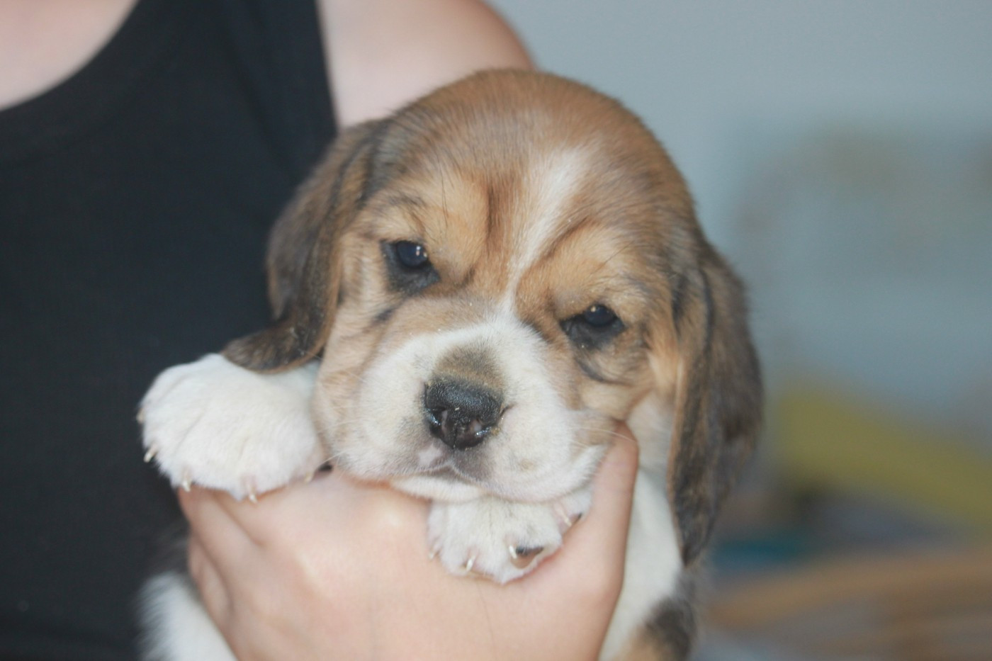 de la Magie de l'Argoat - Chiots disponibles - Beagle