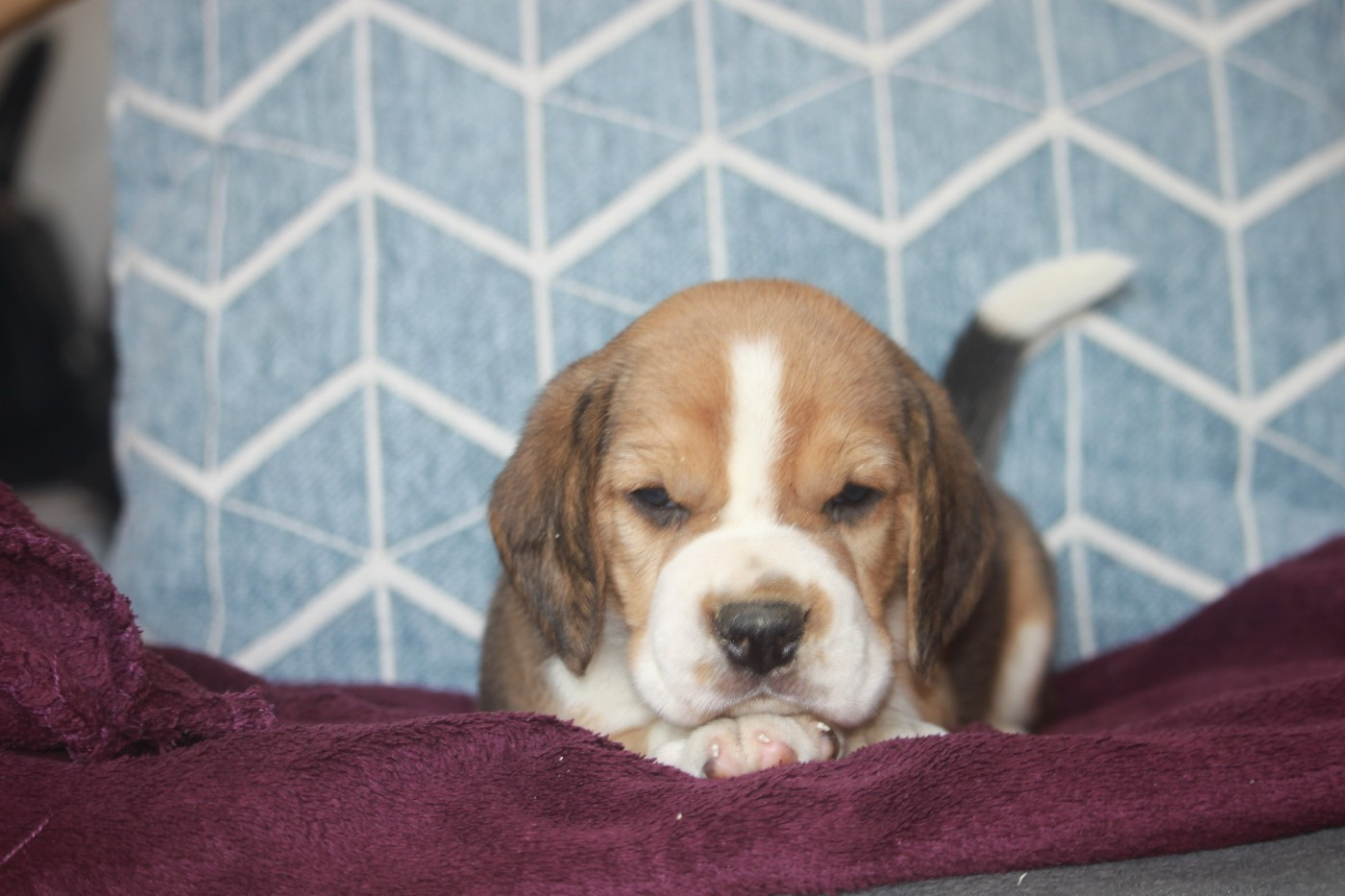 de la Magie de l'Argoat - Chiots disponibles - Beagle