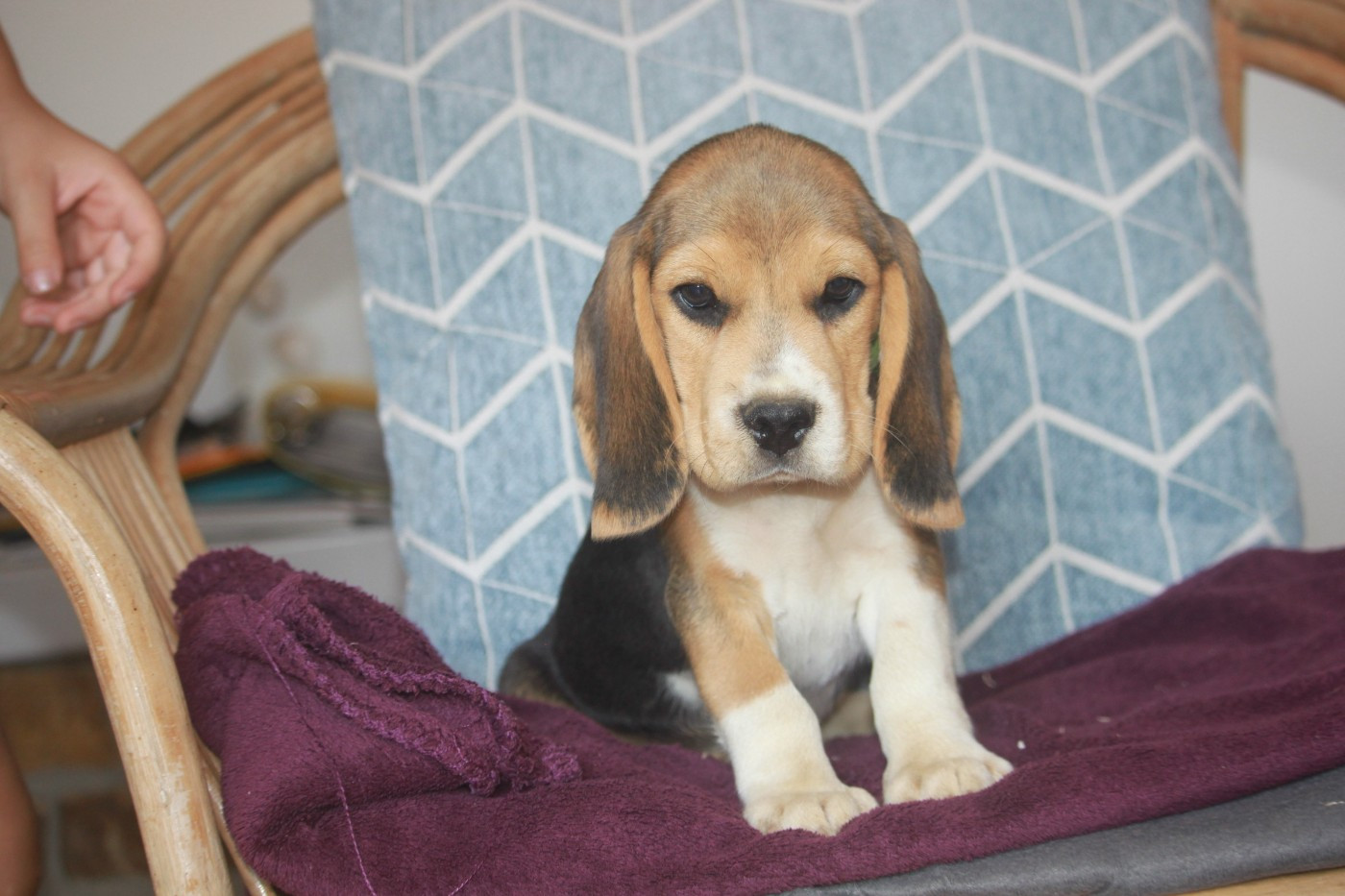 de la Magie de l'Argoat - Chiots disponibles - Beagle