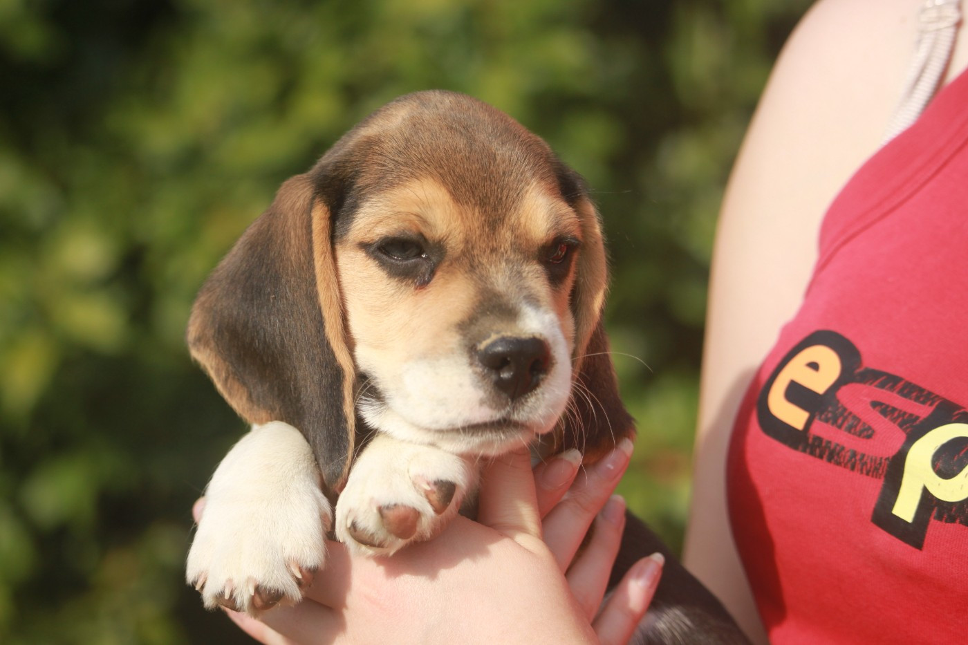 de la Magie de l'Argoat - Chiots disponibles - Beagle